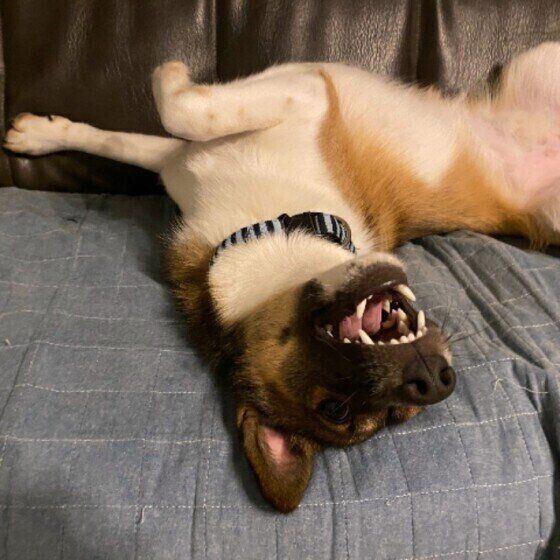 お腹を見せる犬