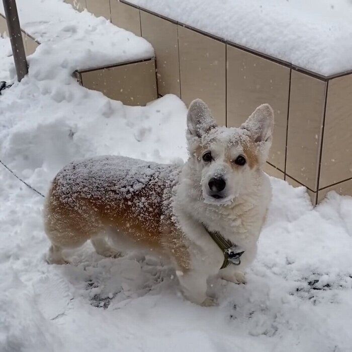 雪まみれのノエちゃん