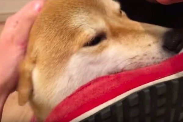 柴犬