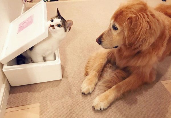 ゴールデン・レトリーバーの小麦ちゃんと猫の豆ちゃん