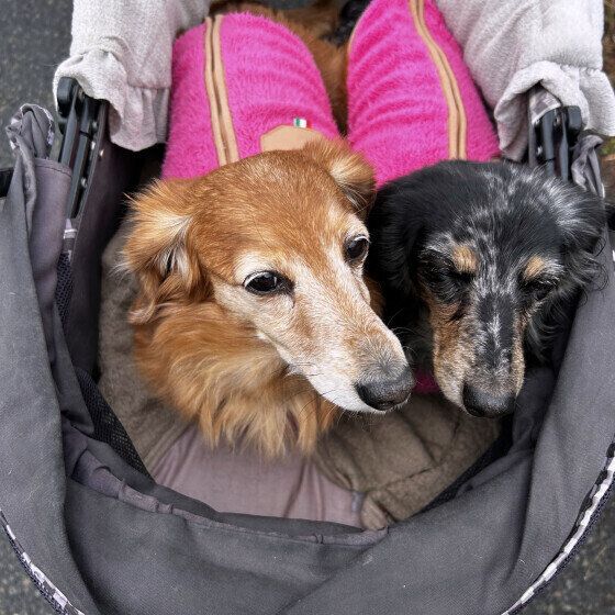 ��·���������ǥ����Ȥ˾�äƤ��Ф������2����