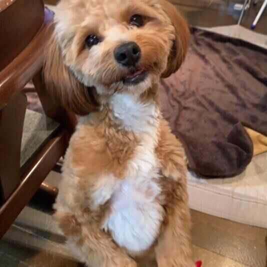 見つめる犬