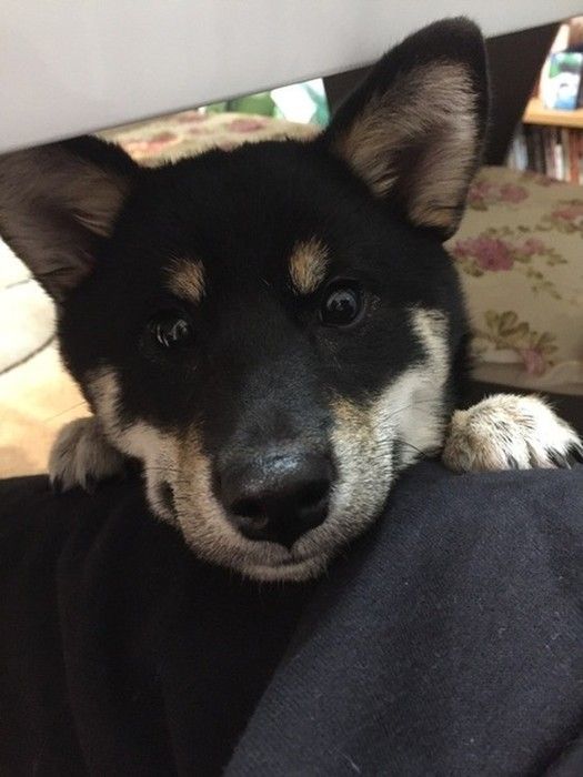 黒柴