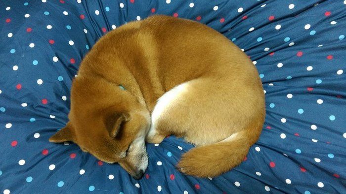 koroちゃん