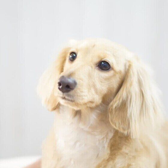 1人1人が守りたい!動物病院でのマナーを獣医師に聞いてみた いぬのきもち