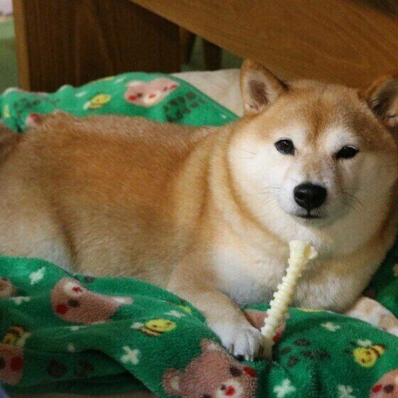 まったりする柴犬