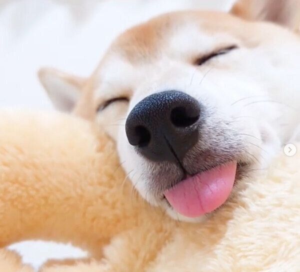 舌を出して眠るチャーミーちゃん