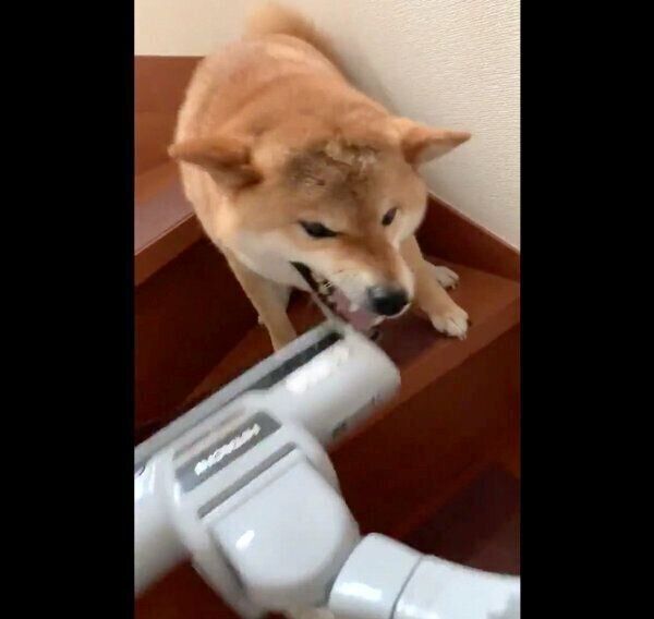 鉄壁の守りを見せる銀次くん