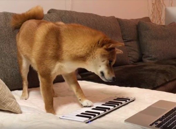 柴犬