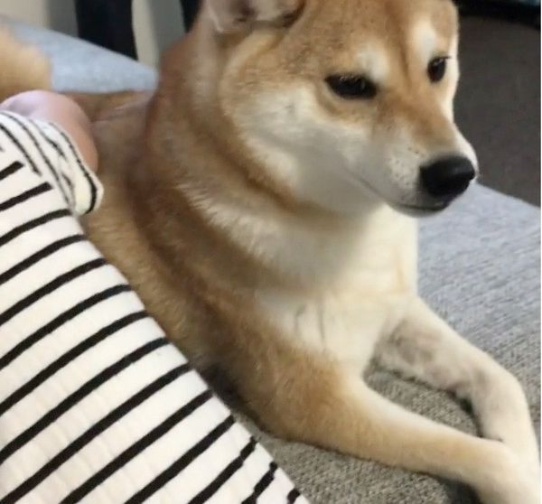 急に名前を呼ばれてビックリする柴犬