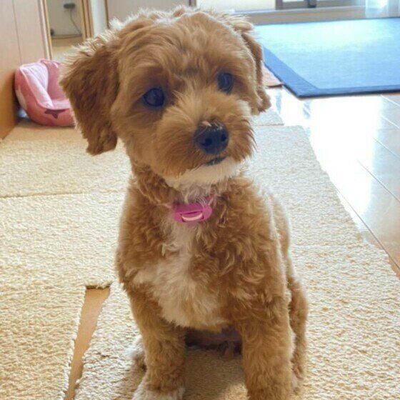 肉球や指の間が赤くなったり 腫れたり 指間炎 になりやすい犬の傾向 いぬのきもちweb Magazine