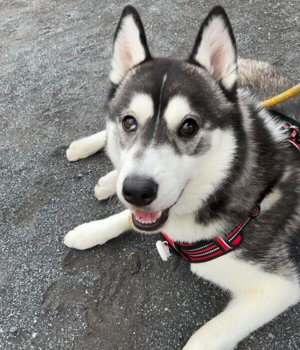 散歩を楽しむ銀慈くん