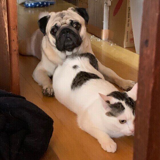 くっつくパグと猫