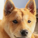 北海道犬の特徴と性格 飼い方 価格相場など 犬図鑑 いぬのきもちweb Magazine 北海道犬の特徴と性格 飼い方 価格相場など 犬図鑑 いぬのきもちweb Magazine