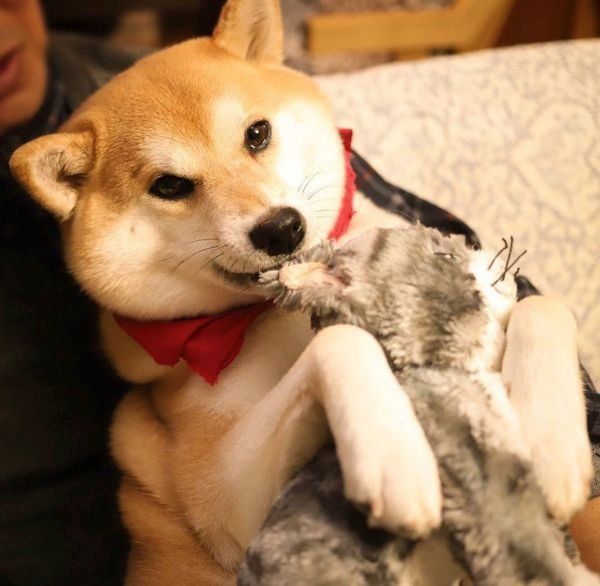 ぬいぐるみが好きな柴犬