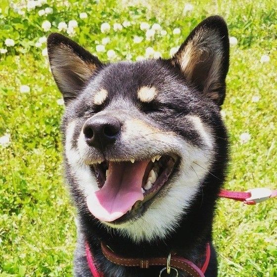 微笑む柴犬