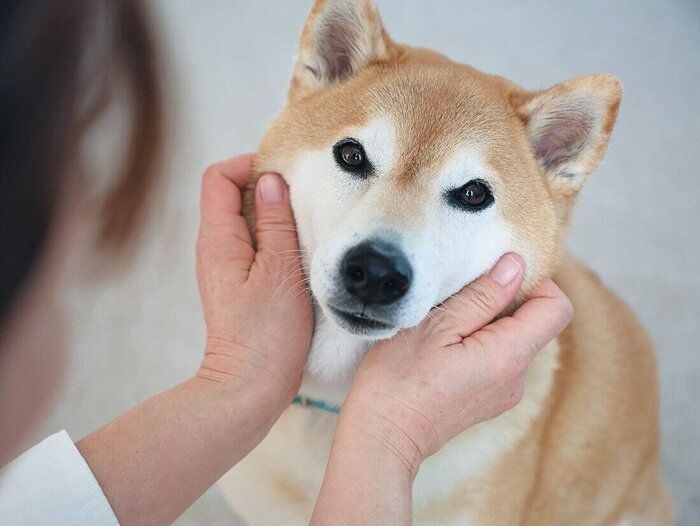 ほめられている犬