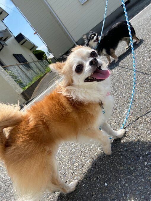 れもんちゃん