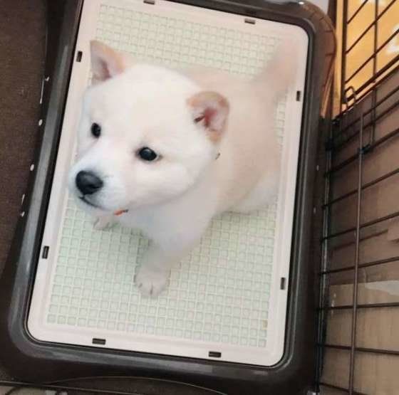 トイレに座る柴犬