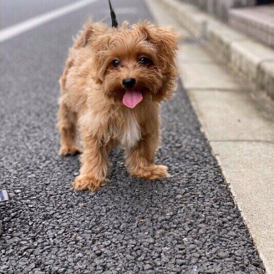 ミックス犬