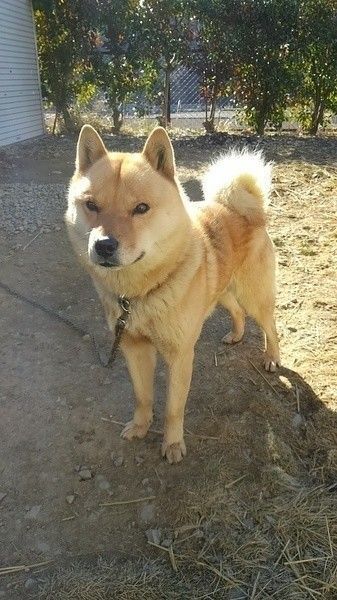 北海道犬