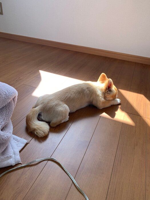 こんな姿勢でひなたぼっこをすることも