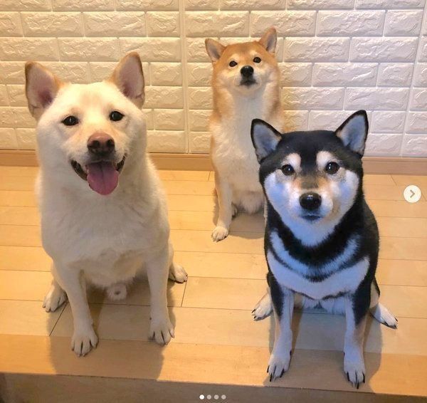 柴犬3兄弟