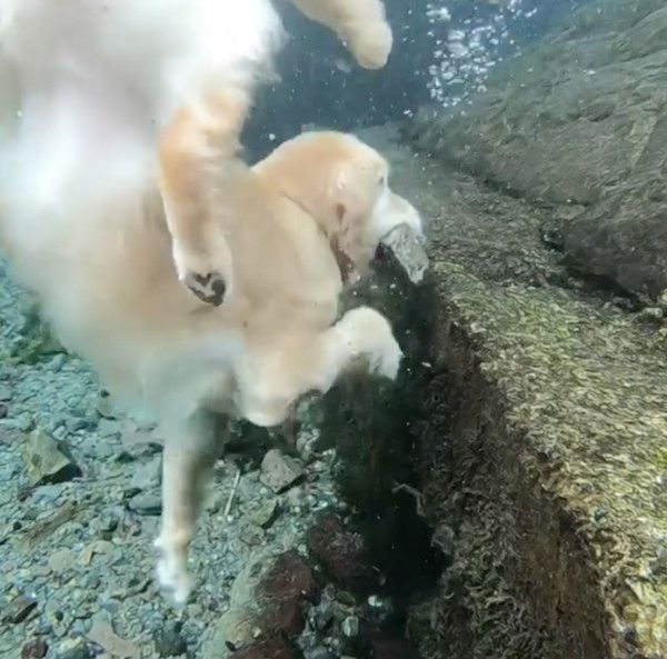 川で潜る犬