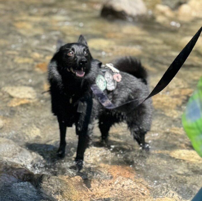 川遊びをするスキッパーキ