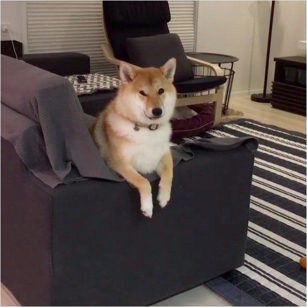 柴犬