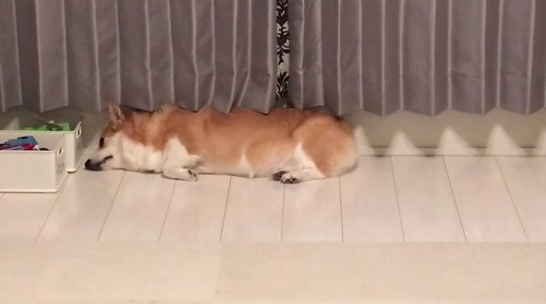 「お散歩」という言葉に反応してしまうコーギー