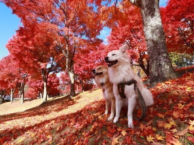 八ヶ岳の紅葉スポット【穴澤賢の犬のはなし】｜いぬのきもちWEB MAGAZINE
