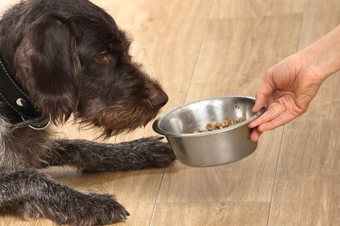 ご飯をもらう犬