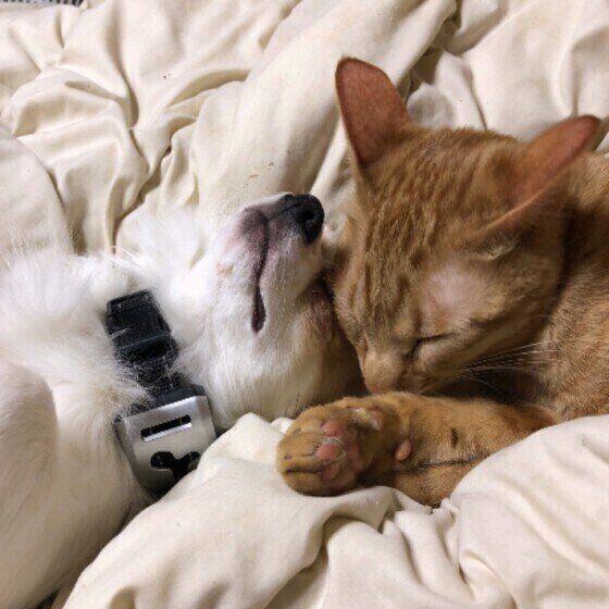 チワワ