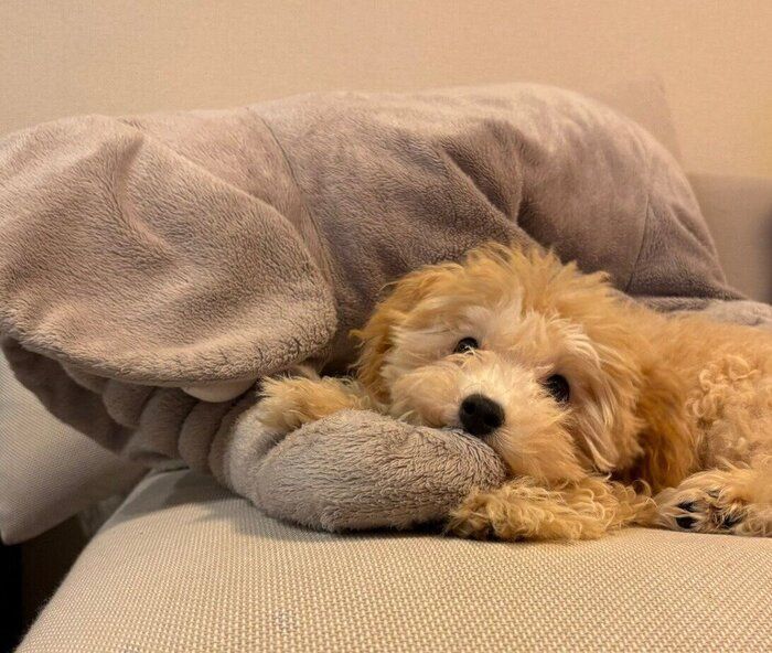 ゾウのぬいぐるみをカミカミするボサノヴァちゃん