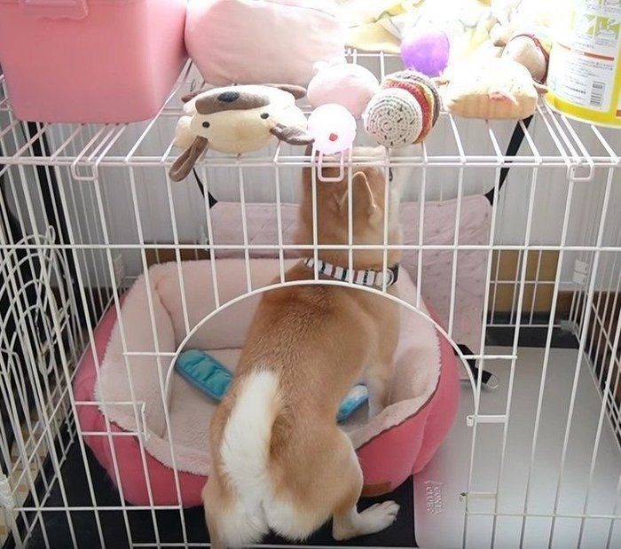 遊ぶ犬
