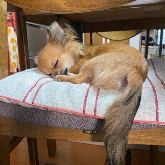 座布団の上で眠るチワワ