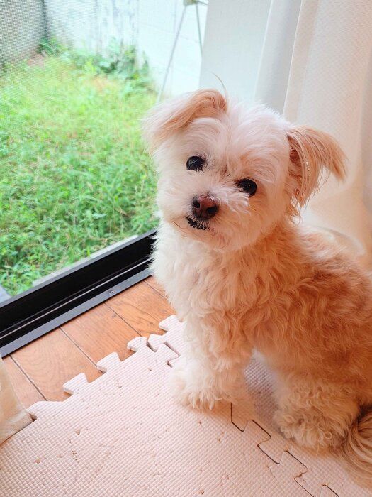 11才の犬
