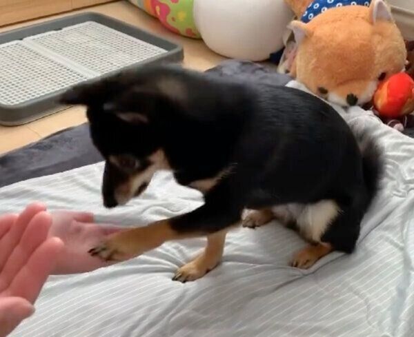 オテをするあずきちゃん