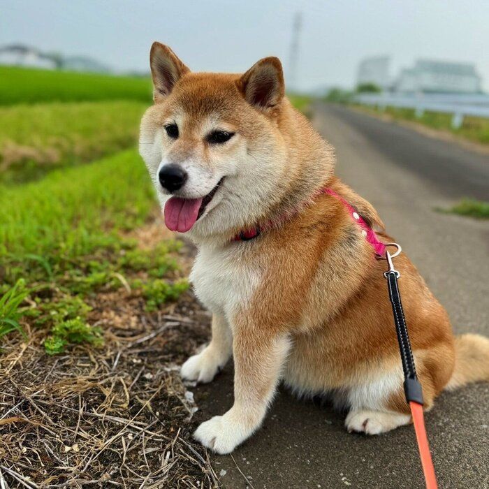 散歩の途中で休憩をするりんちゃん