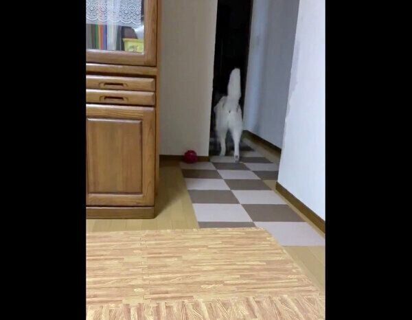 ボール遊びに飽きたユキちゃん