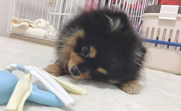 遊ぶポメラニアン
