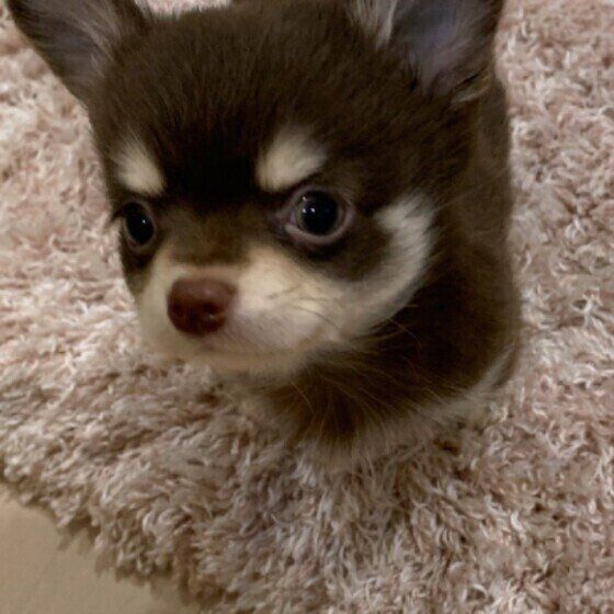 チワワの子犬