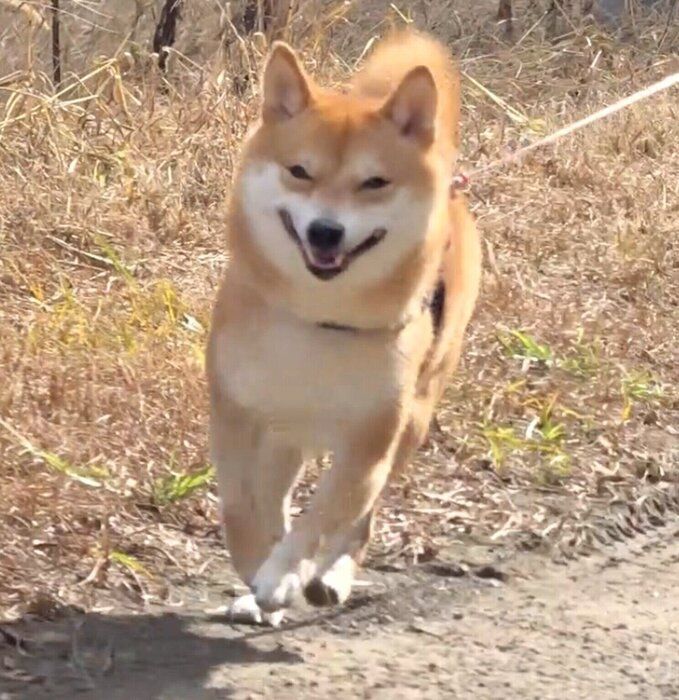 笑顔でお散歩する柴犬
