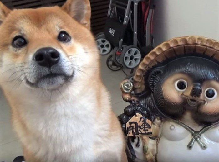 柴犬とたぬき