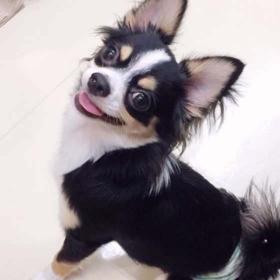 笑顔のチワワ