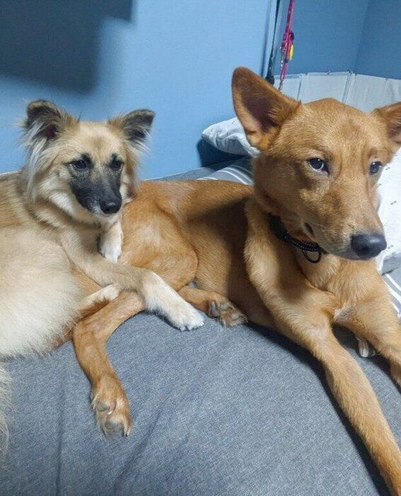 3才になった今も一緒にいる2頭の犬