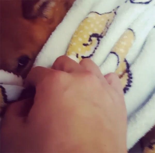 起きる柴犬