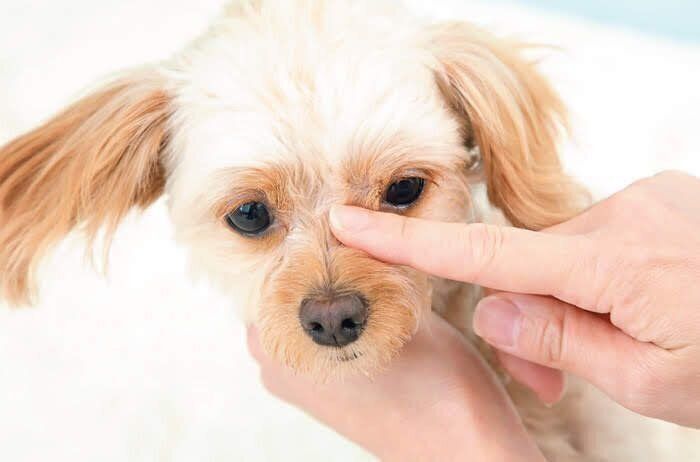 目のチェックをされる小型犬