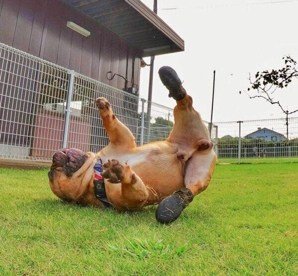 芝生の上でゴロンとするガルムくん